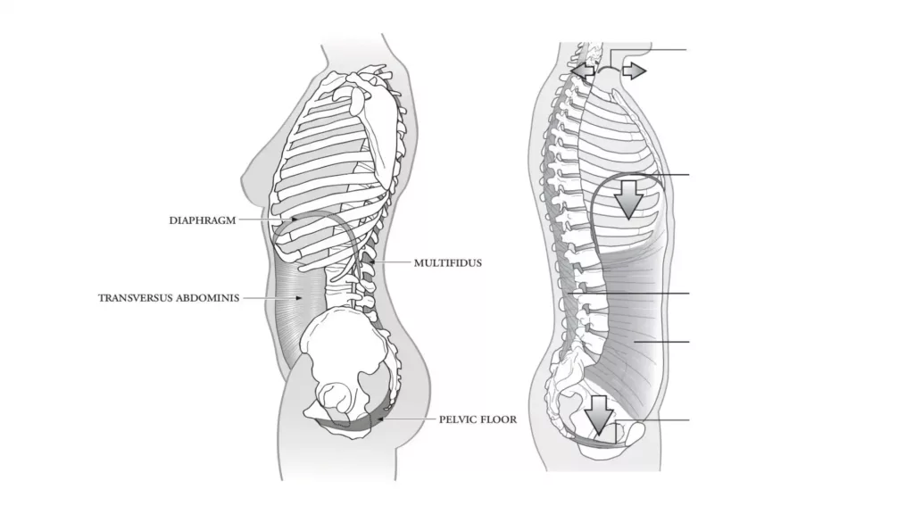 CORE muscles anatomy male and female 