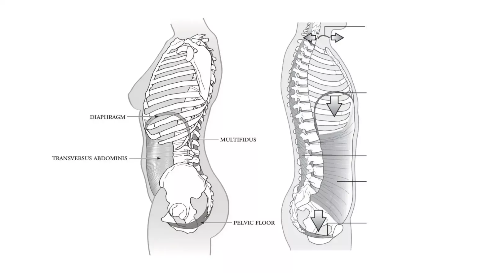 Male and female CORE muscles