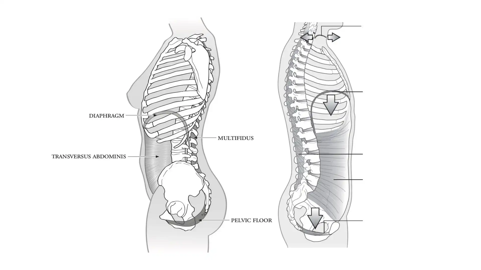 Pelvic floor muscles anatomy Biology Diagrams